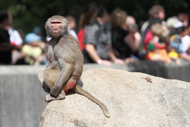 Pavian im Tierpark